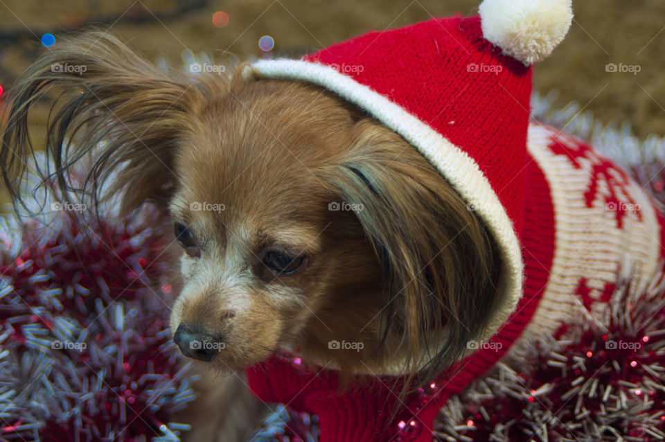 a dog dressed in a New Year's cap and a sweater