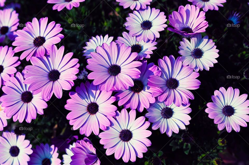 lilac daisies