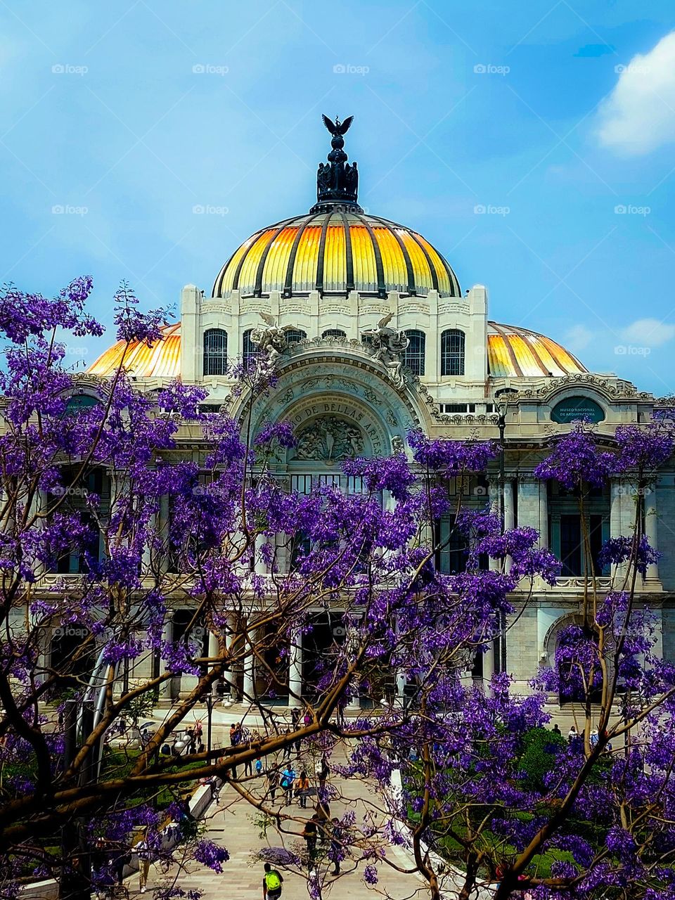 palacio de Bellas Artes, y el emblemático color violeta de las jacarandá. Ciudad de México.