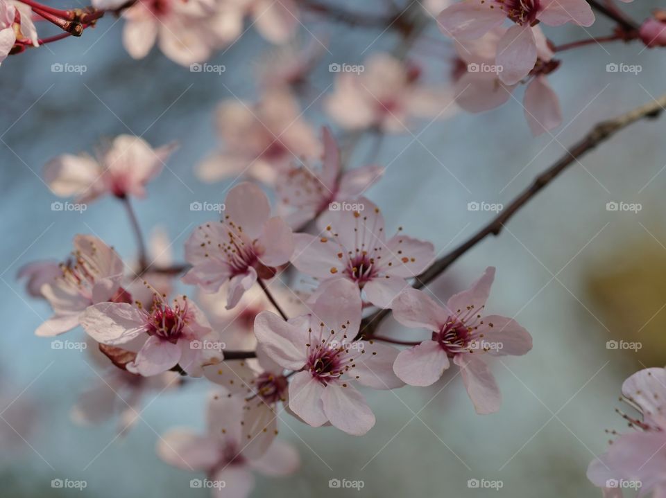 Spring blooming