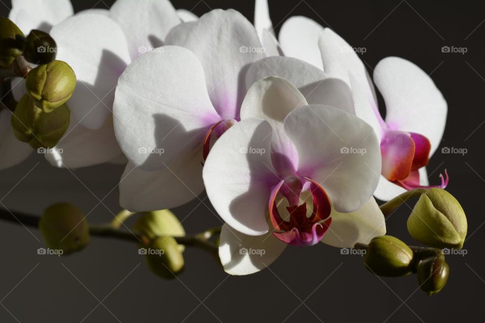 very nice orchid flowers in sunlight house plants