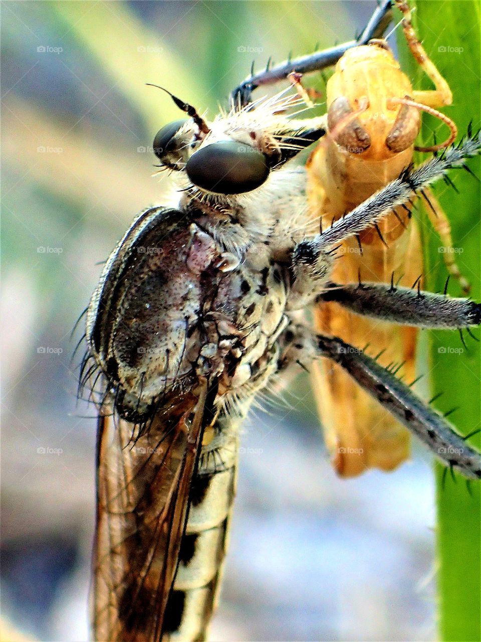 Robberfly catching prey