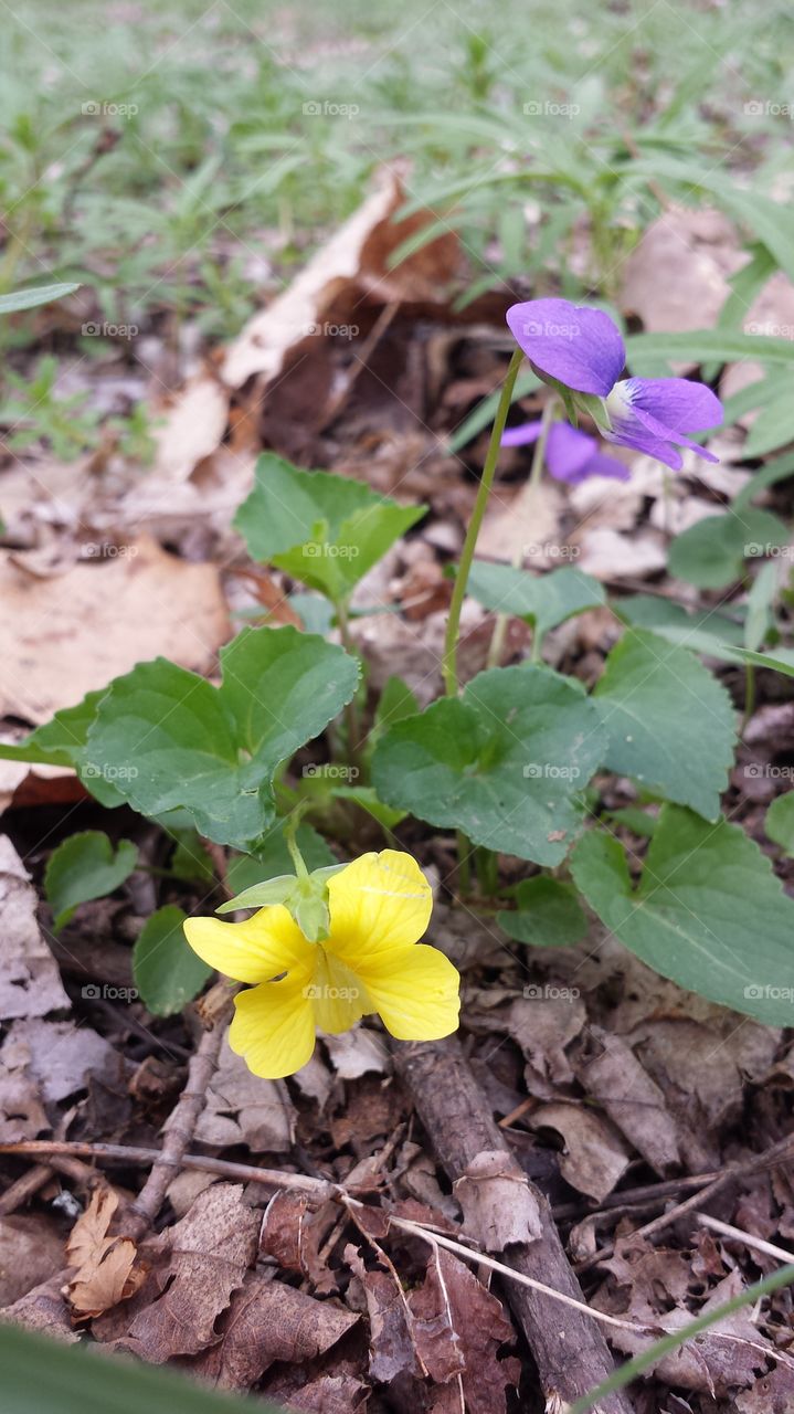 Wild Violets