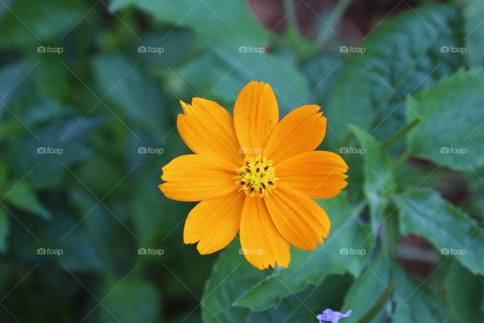 flowers, yellow, nature, green, no persons, outdoor, fresh