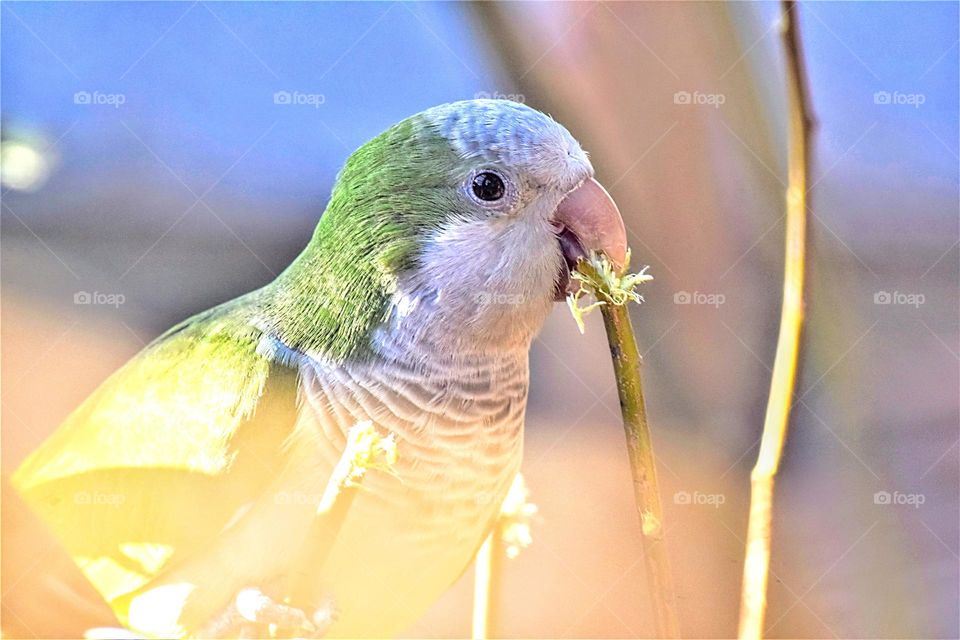 small parrot with a branch in his beak close up portrait in pastel colors