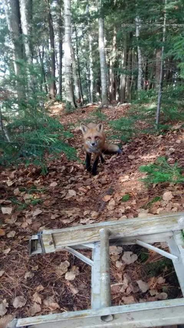 wounded fox showed up at my doorstep in muskoka ontario.