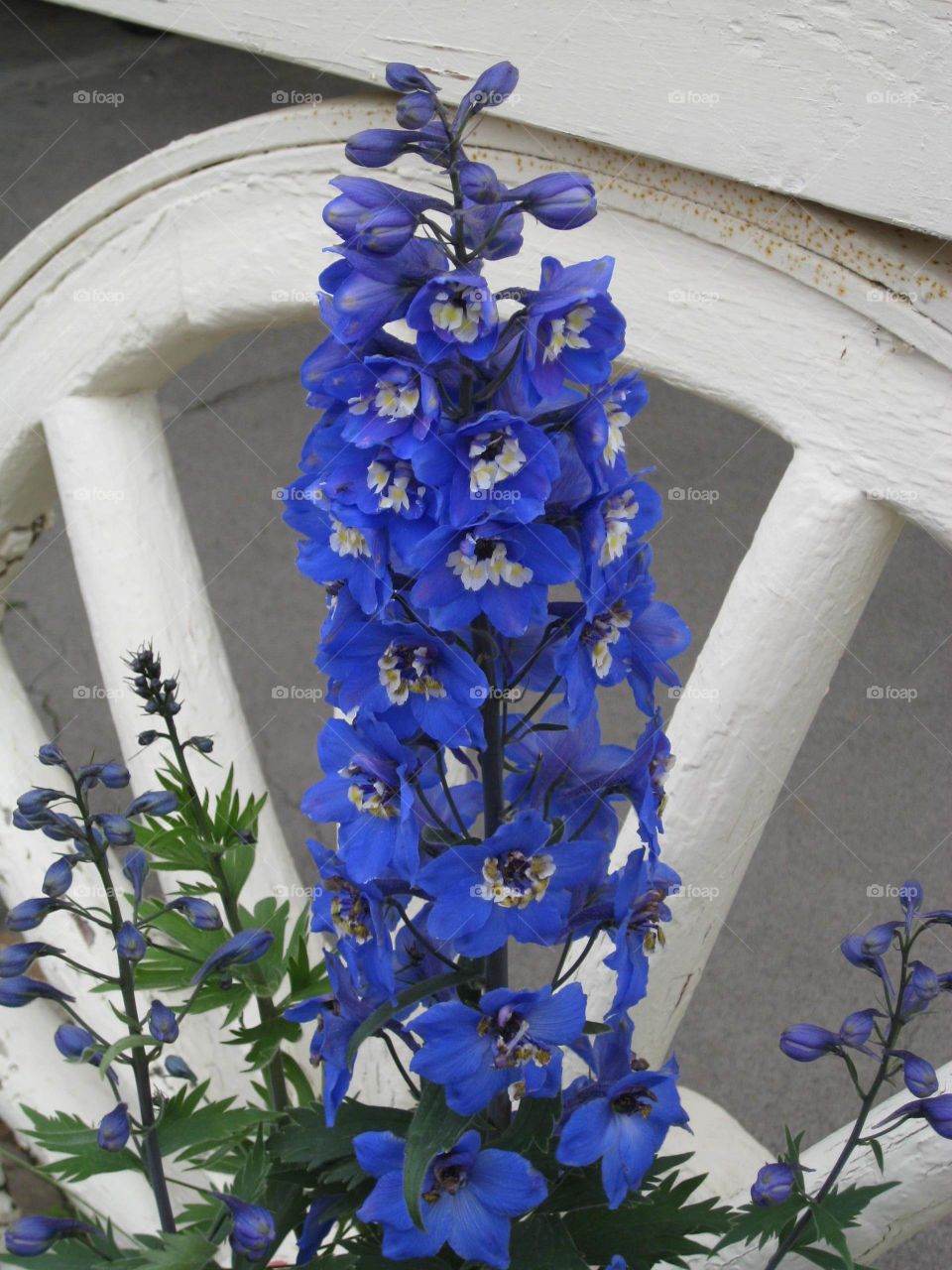 Delphinium 