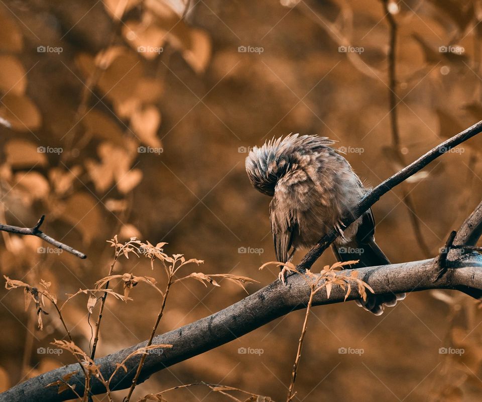 Yellow babbler - Monochromatic style- perching 