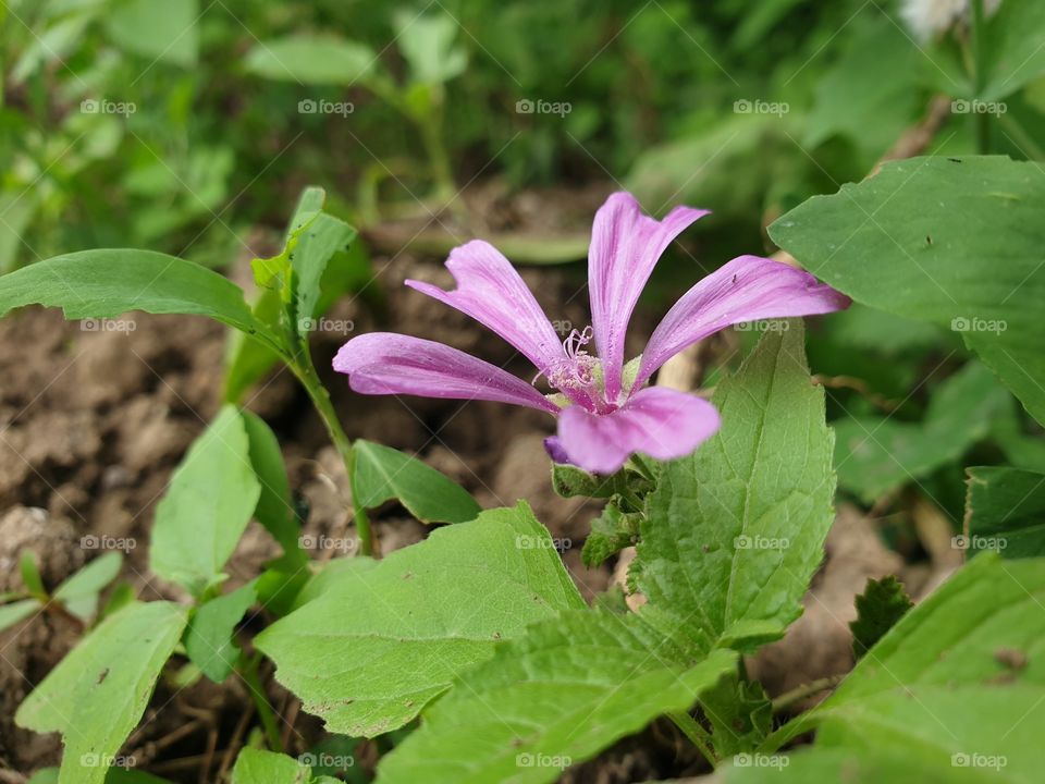 flower