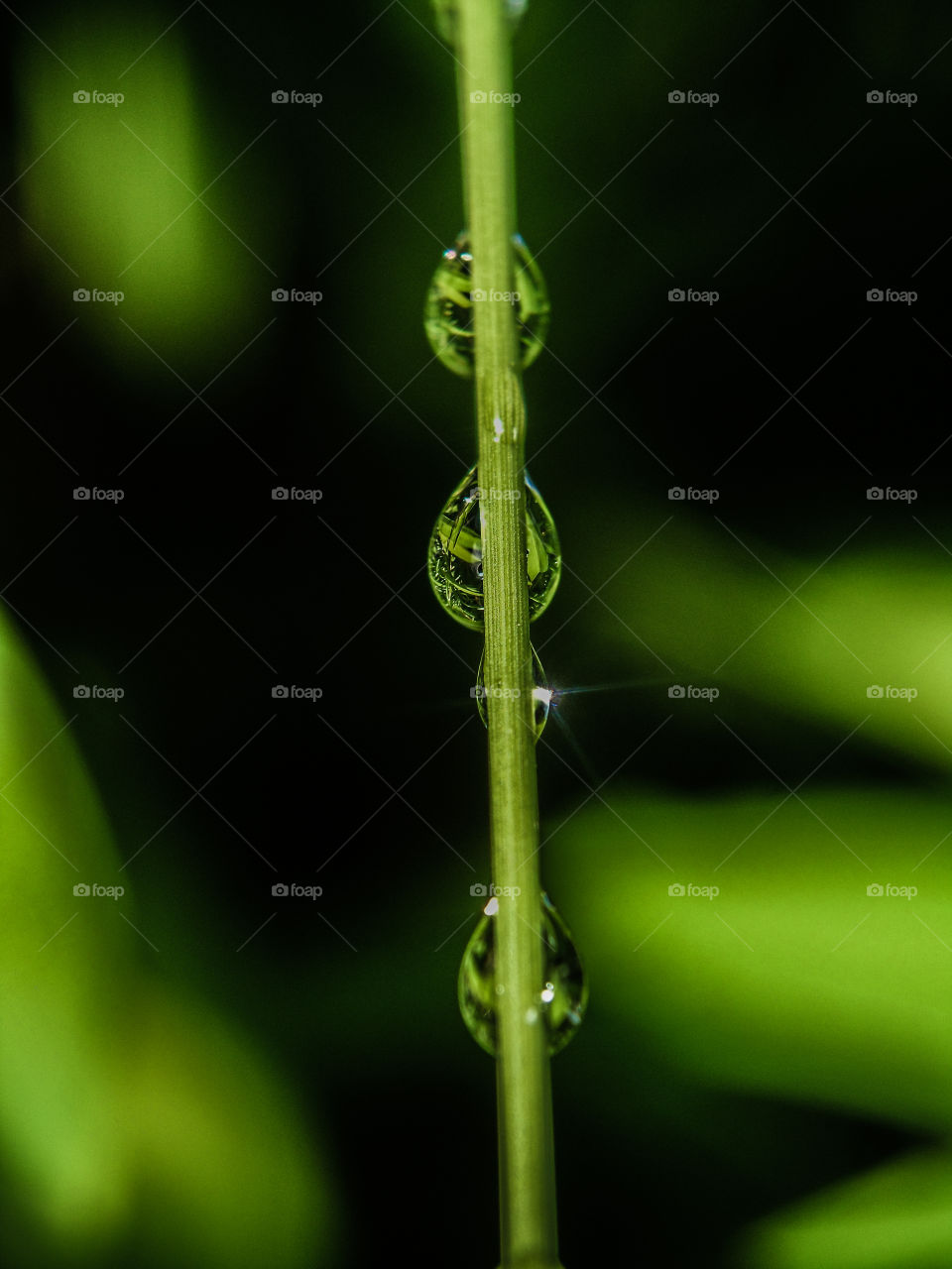 water droplets on a thin twig after the rain