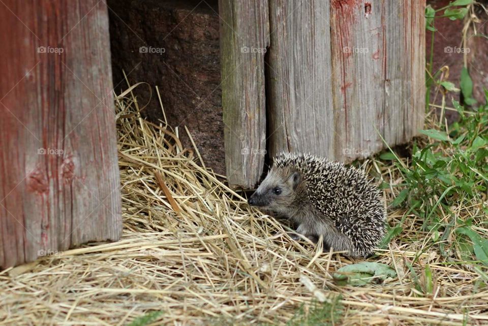 Hedgehog looking for housing