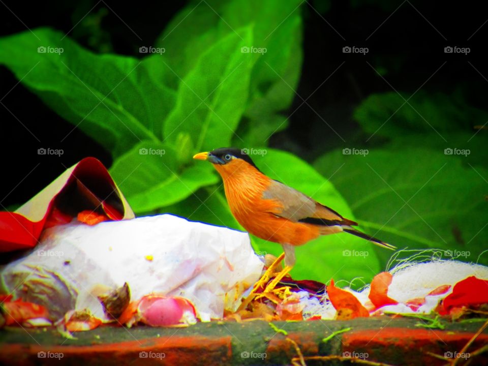 The brahminy myna or brahminy starling (Sturnia pagodarum) is a member of the starling family of birds. It is usually seen in pairs or small flocks in open habitats on the plains of the Indian subcontinent.