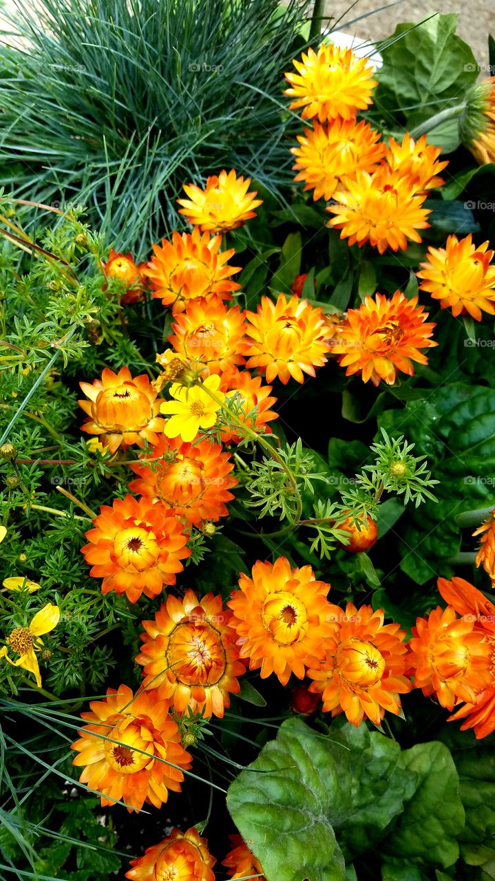 Bright orange and yellow strawflowers in a green garden