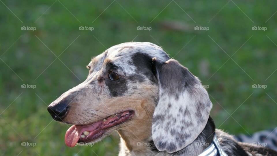 Close-up of a dachshund