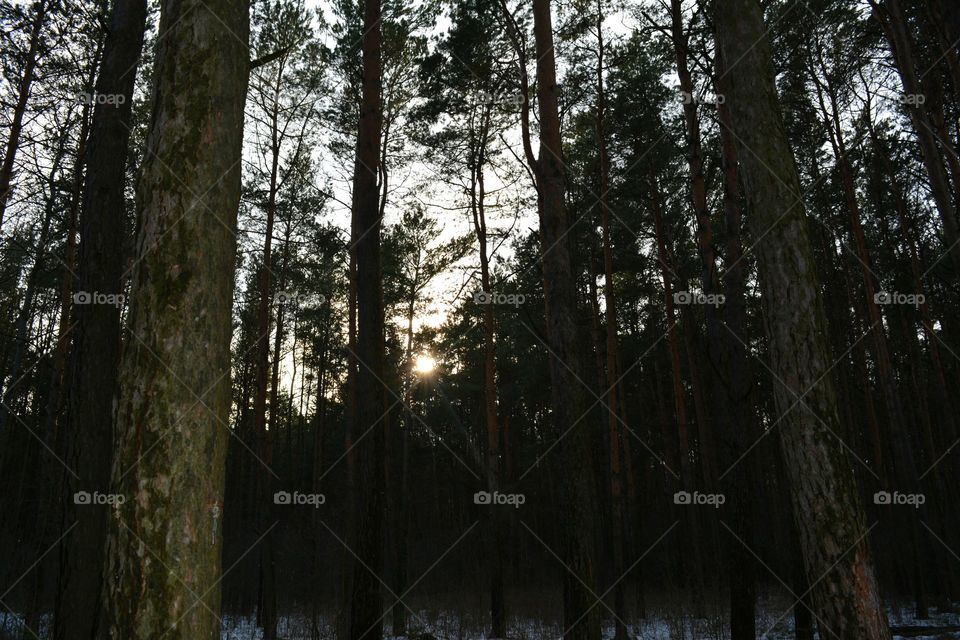 Tree, Wood, Nature, Landscape, No Person