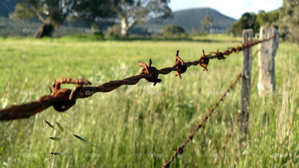 Barbed wire fence farm. Barbed wire fence close up at farm 
