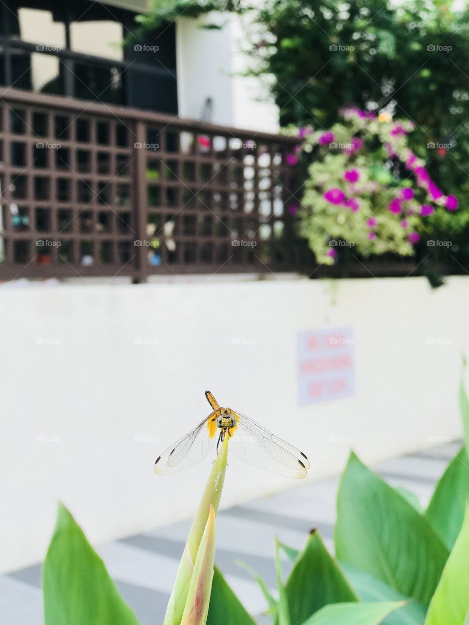 A dragonfly with pink flowers