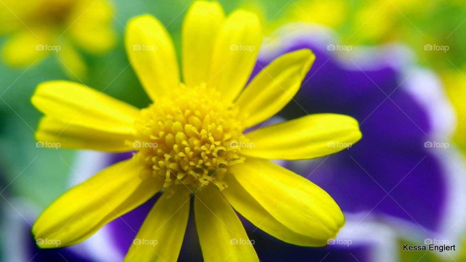 Nature's Color Clash Purple and Yellow