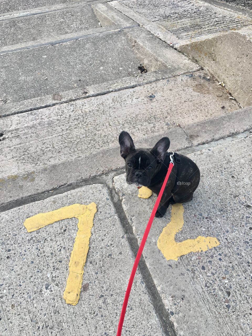 Frenchie puppy on a walk