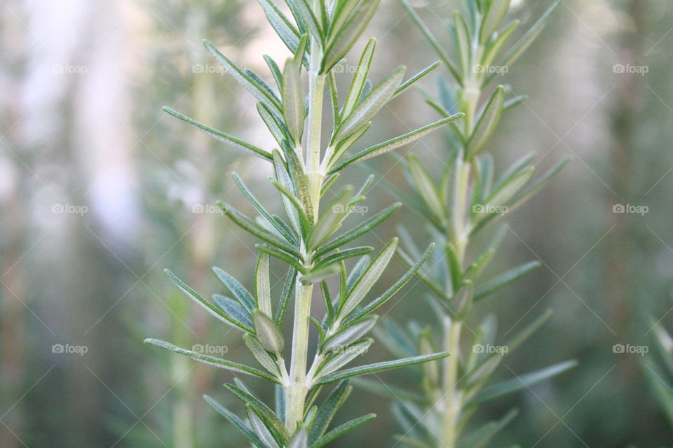 Rosemary