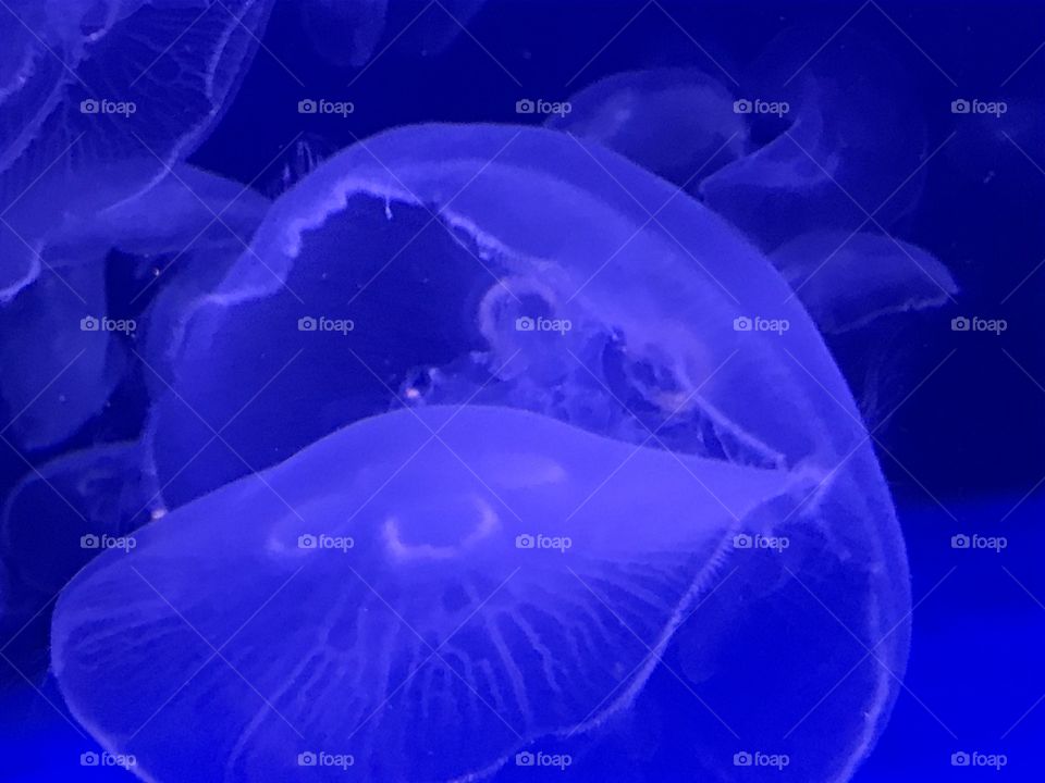 Moon Jellies 