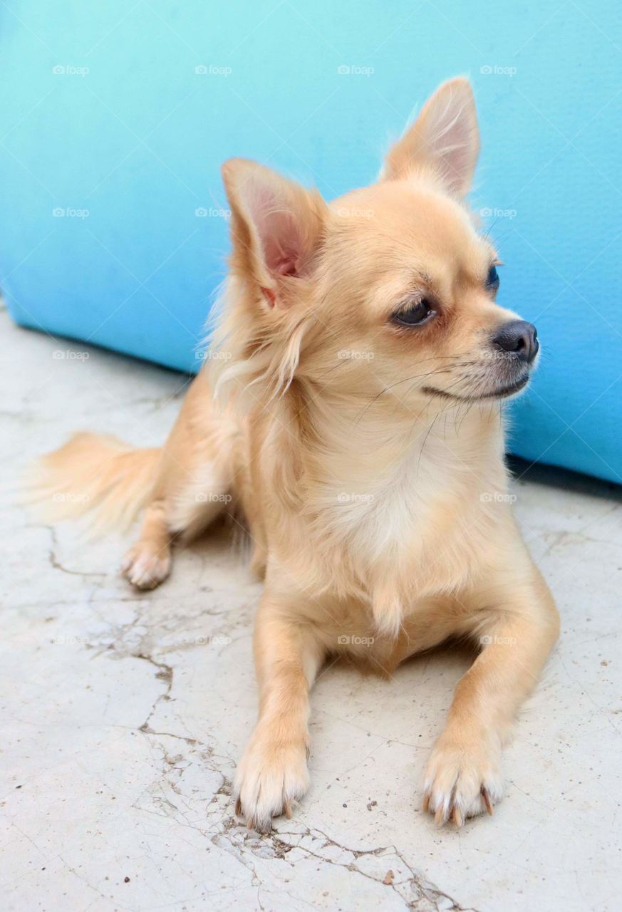 Portrait de ma jolie Lili, chihuahua de 3 ans