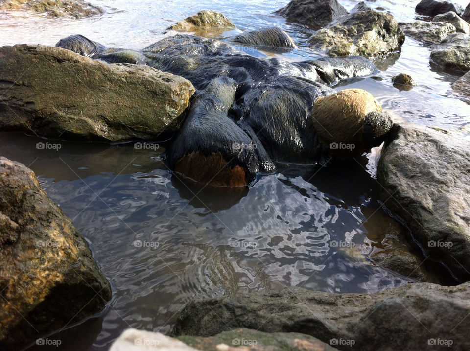 river canada bear ftw by deco_guy