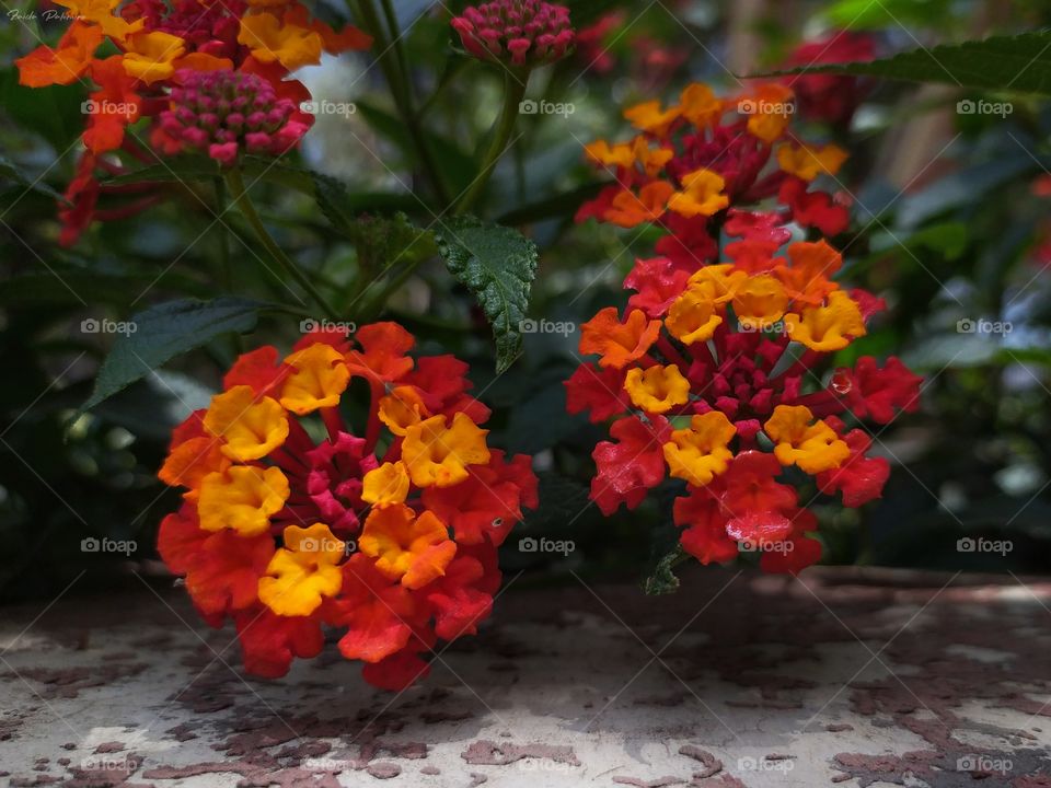 Flor Lantana Camara