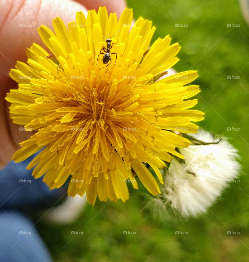 Any on a dandelion