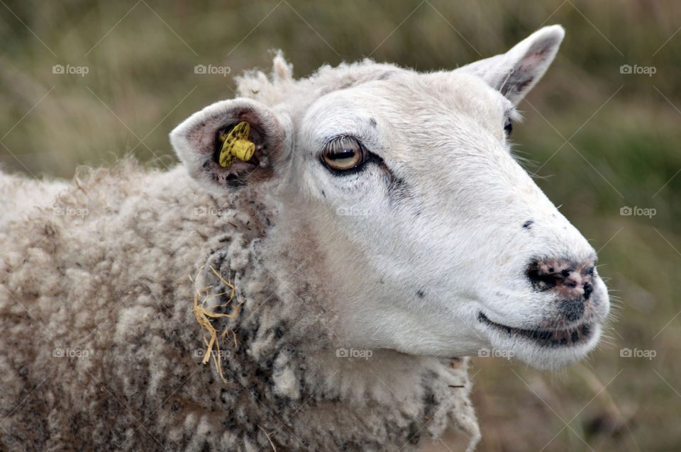 Sheep in Denmark 