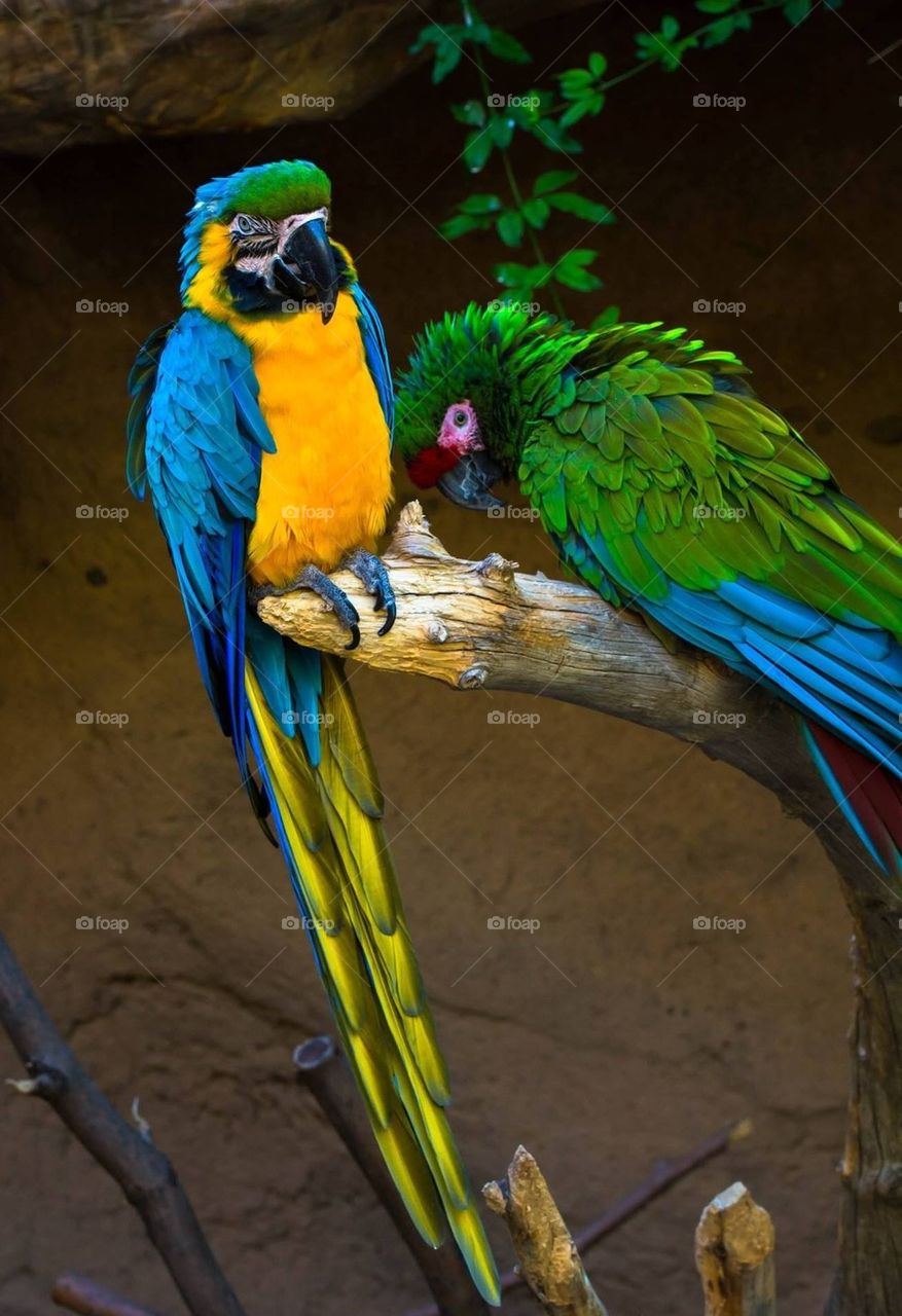 Parrots sitting on a branch