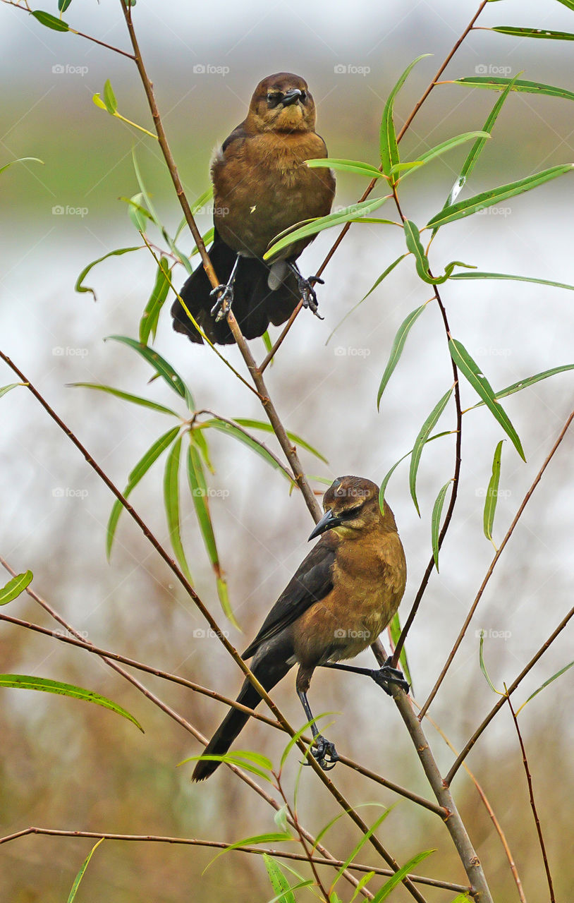 Two Female Boat Tailed Grackles