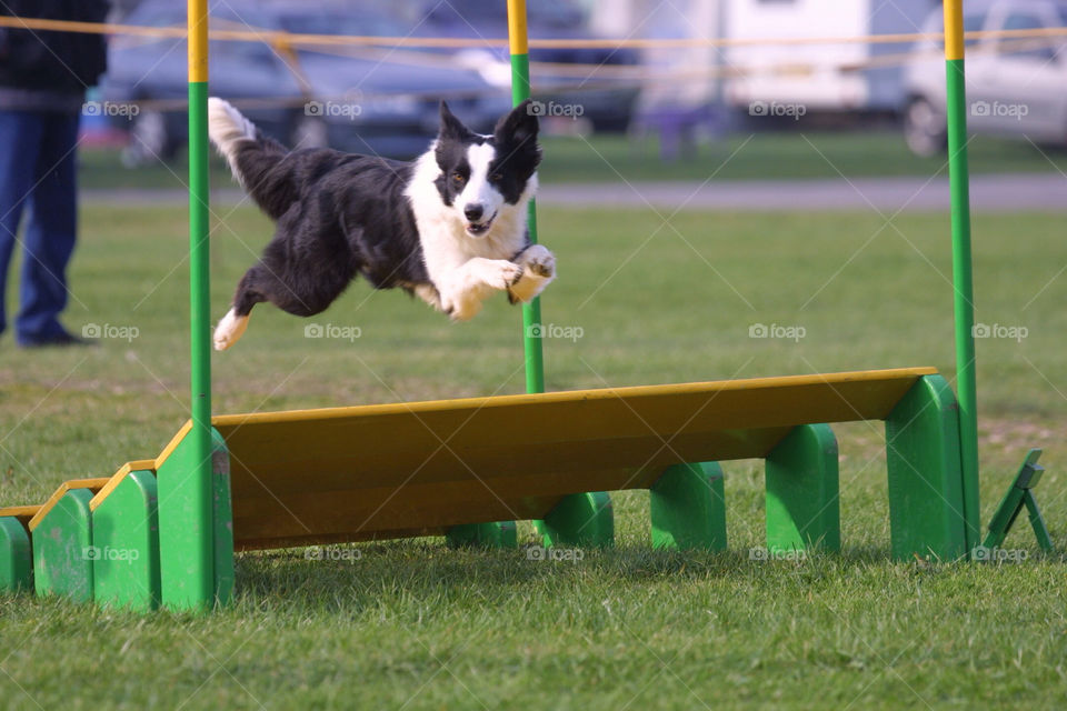 Dog, Grass, Outdoors, Lawn, Mammal