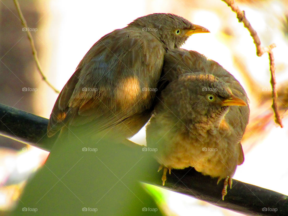 Jungle babbler bird or (Turdoides striata) or beautiful seven sisters or angry bird