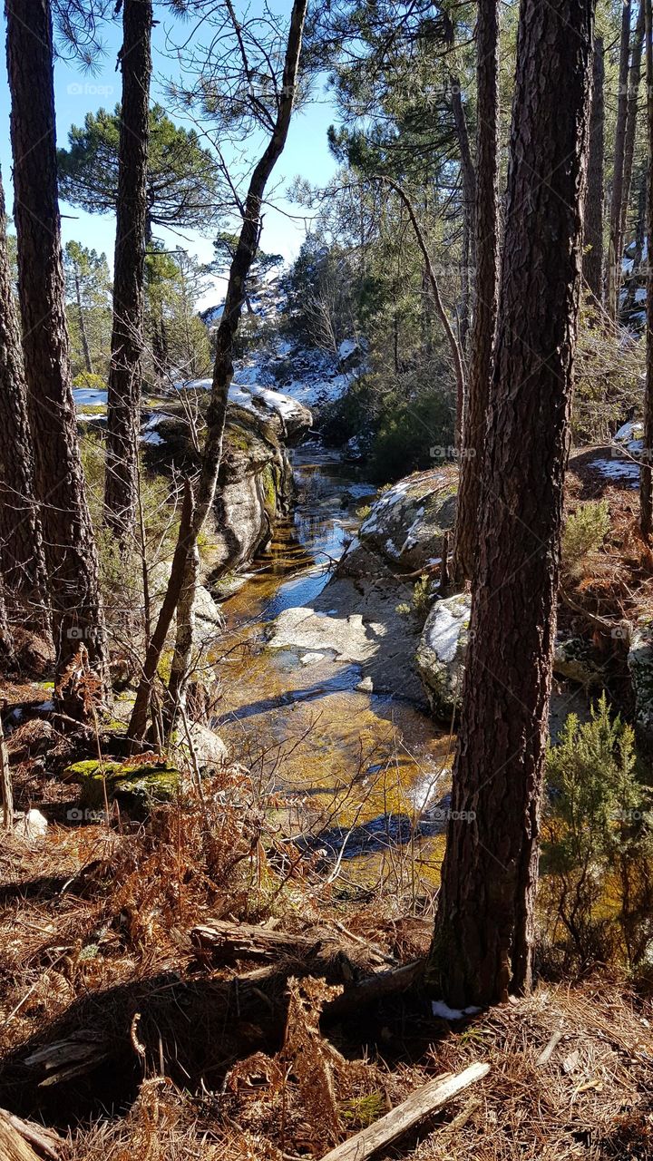 winter hike in the forest