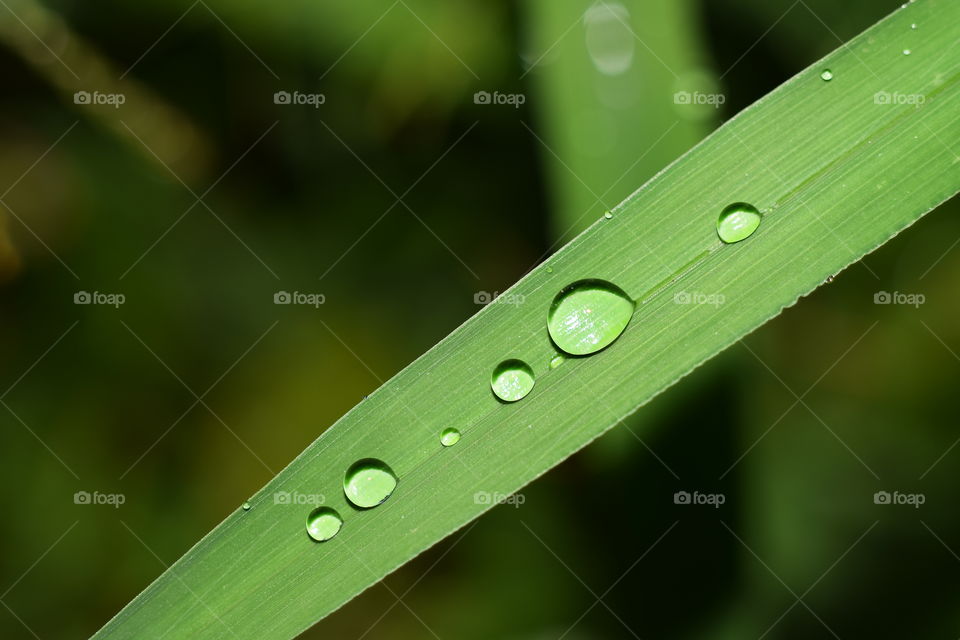 Close-up of water drops on grass