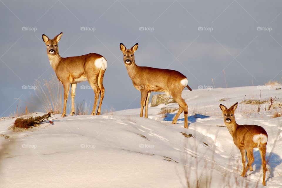 Three wild deers