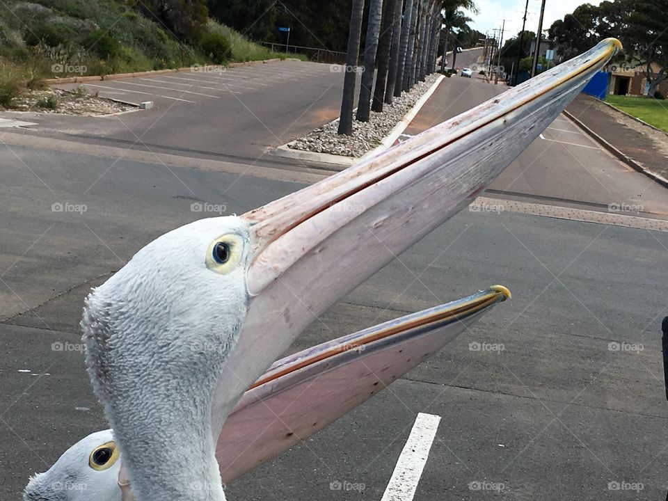 Two large Pelicans begging for food from
People In Parked car at beach Australia
