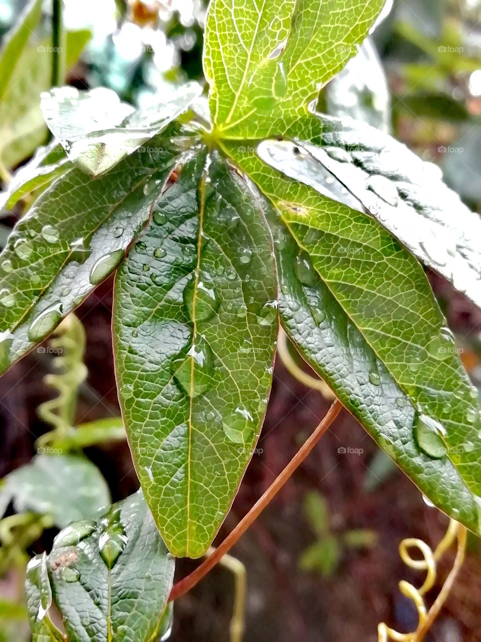 water on leaves