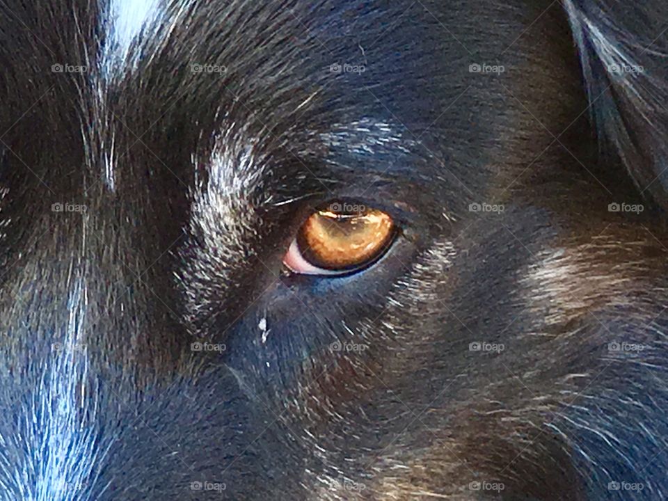 Closeup brown eye border collie sheepdog eye and nose 