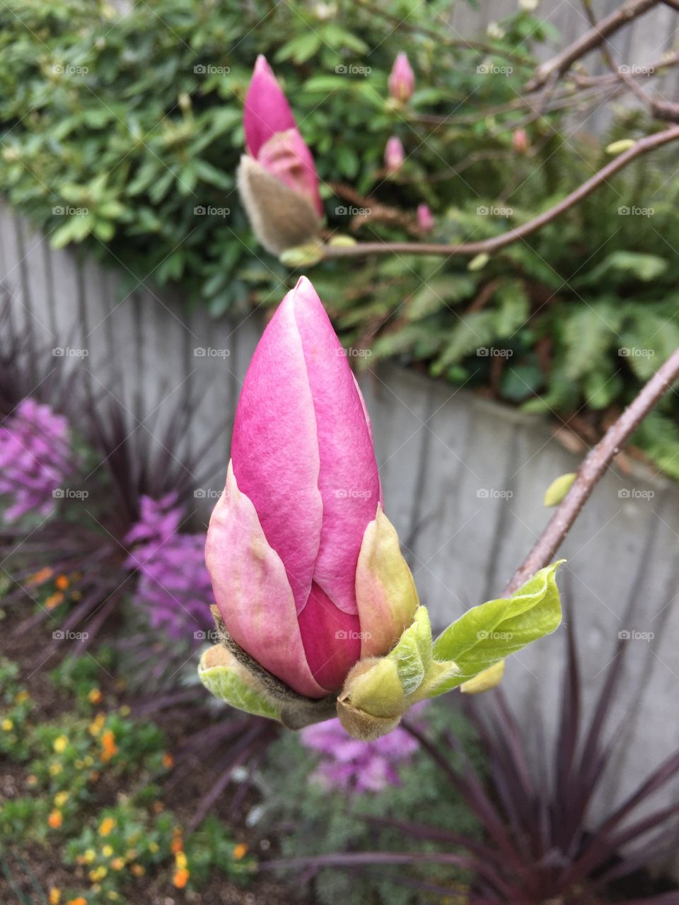 Early spring bud in Seattle