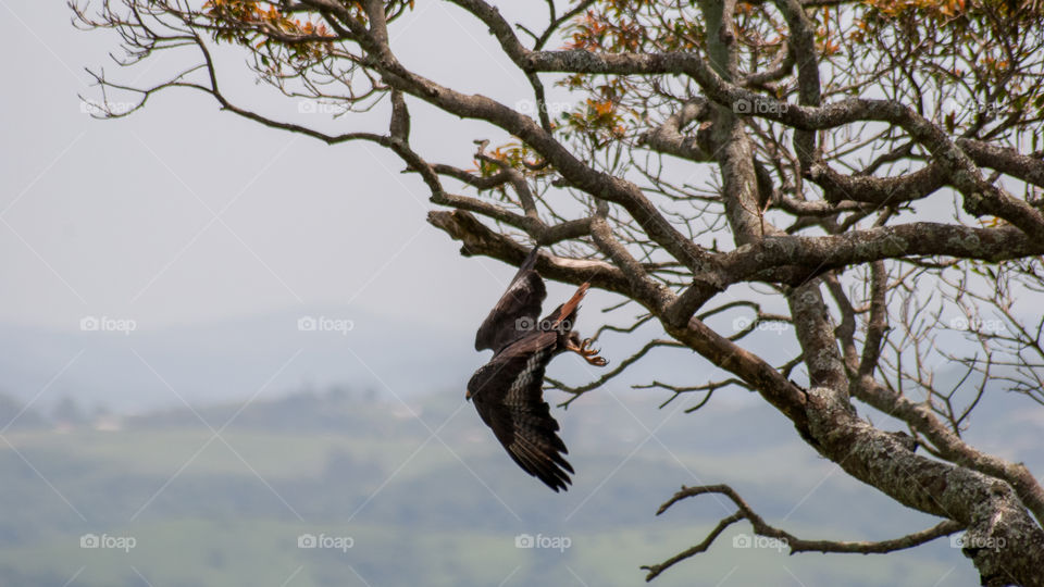 eagle flying out of tree