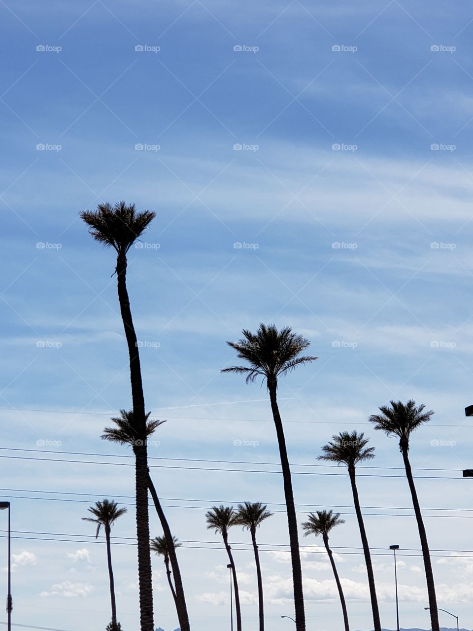 PRIMM VALLEY, STATELINE, CALIFORNIA, NEVADA, PALM TREES