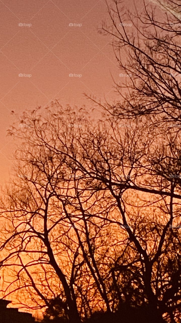 In this wild part of Texas is it getting hard to get a decent Sunset. Weather is the Blame. Here we have a Beautiful Twilight Setting. Winterized weathered Trees leafless since before End of 2019. 