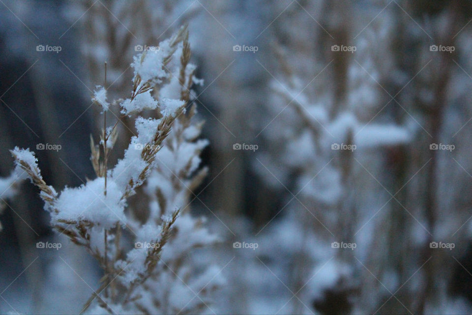 williamsport pennsylvania snow winter light by ren410