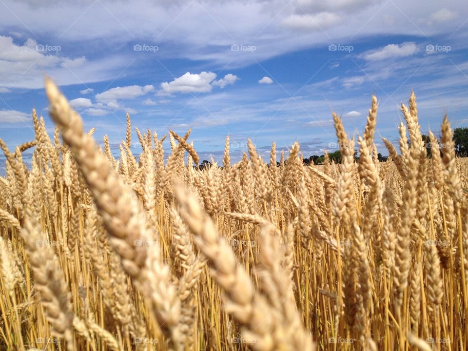 Golden wheat 