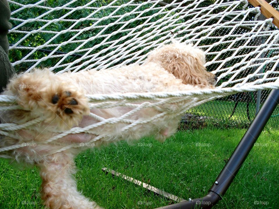 Dogs of the USA! Dog on rope hammock, leg hanging out. Funny dog pic🐾