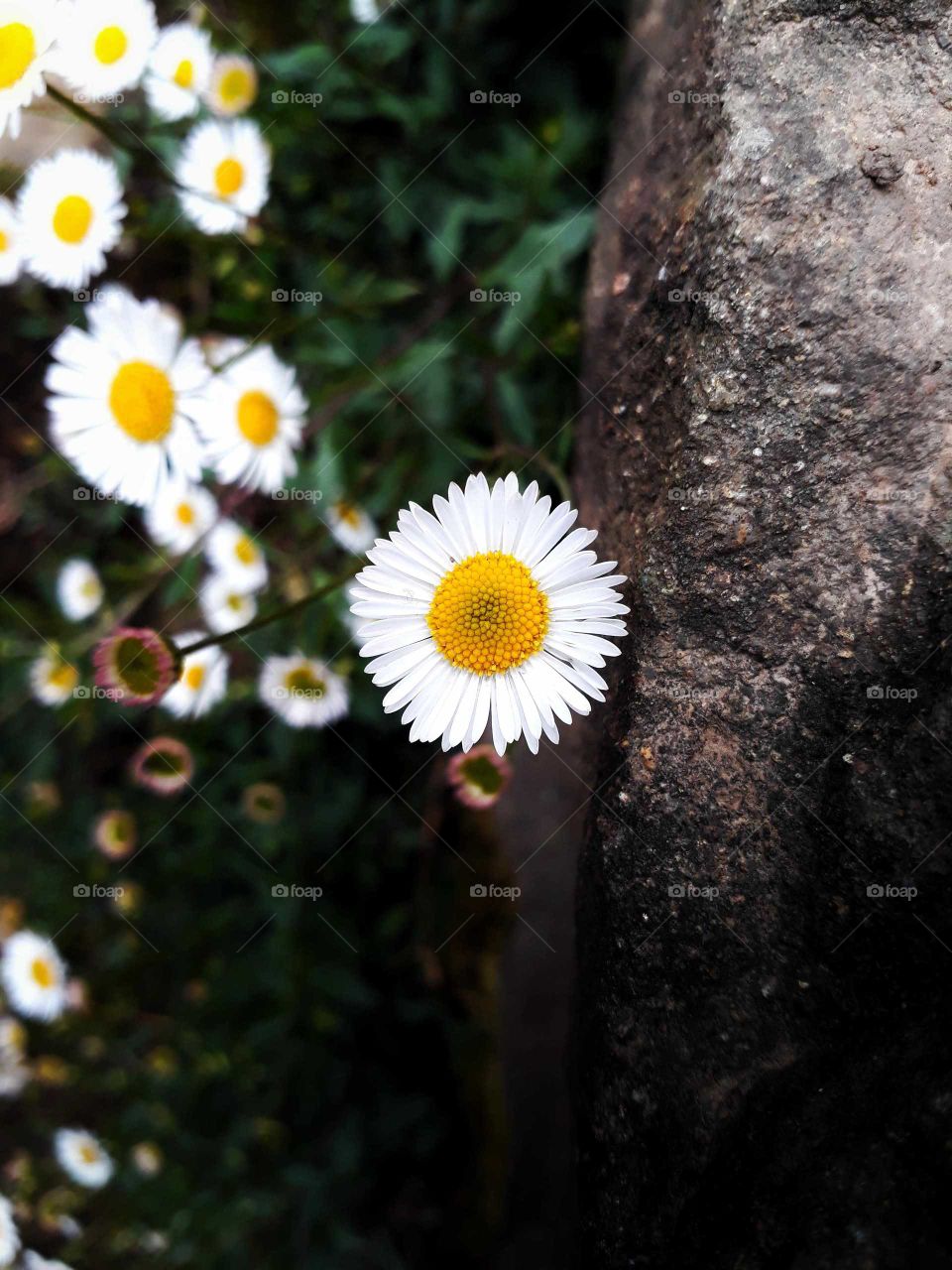 Beautiful fuzzweed in my garden