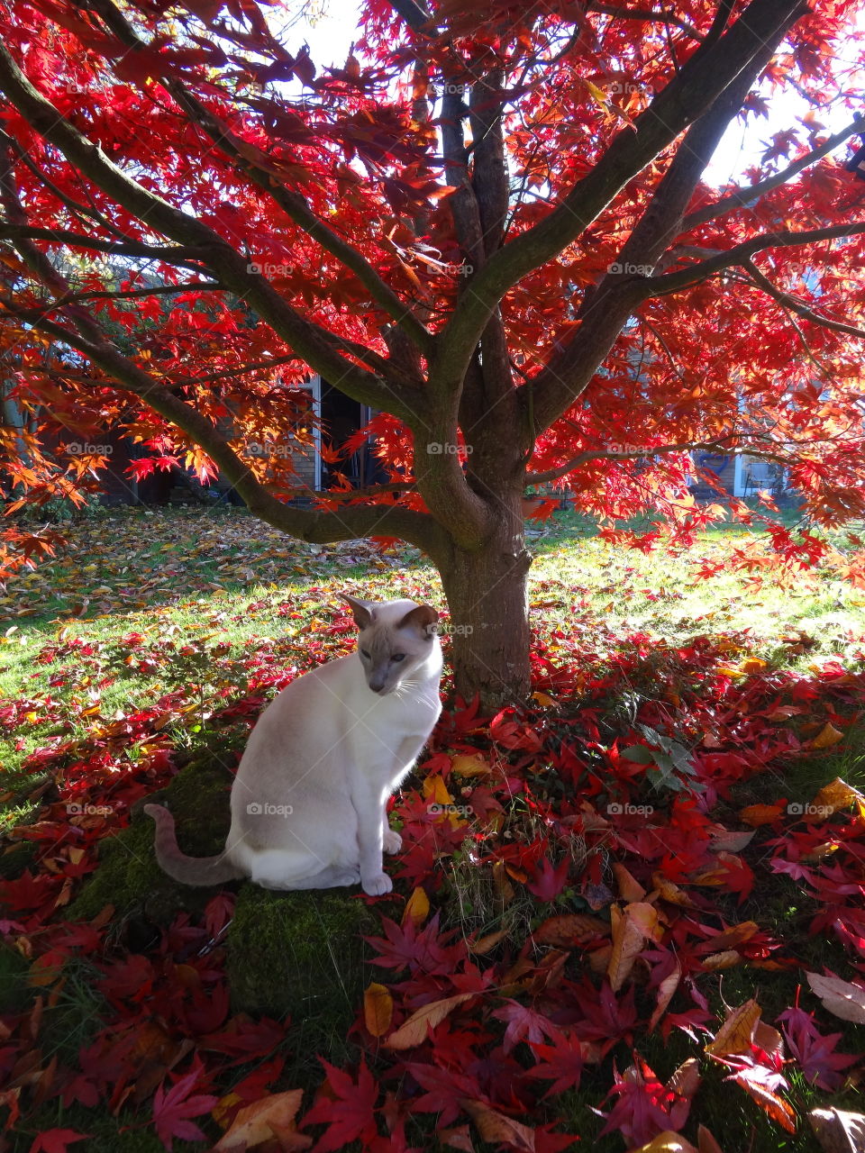 Cat under tree
