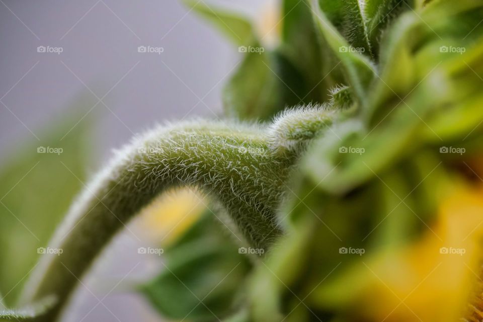 back of sun that's green